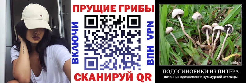 Галлюциногенные грибы мицелий  Купить закладки  Бор 